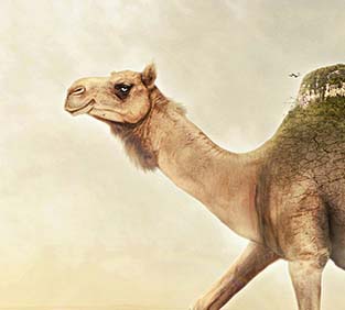 虚拟号码短信发送平台